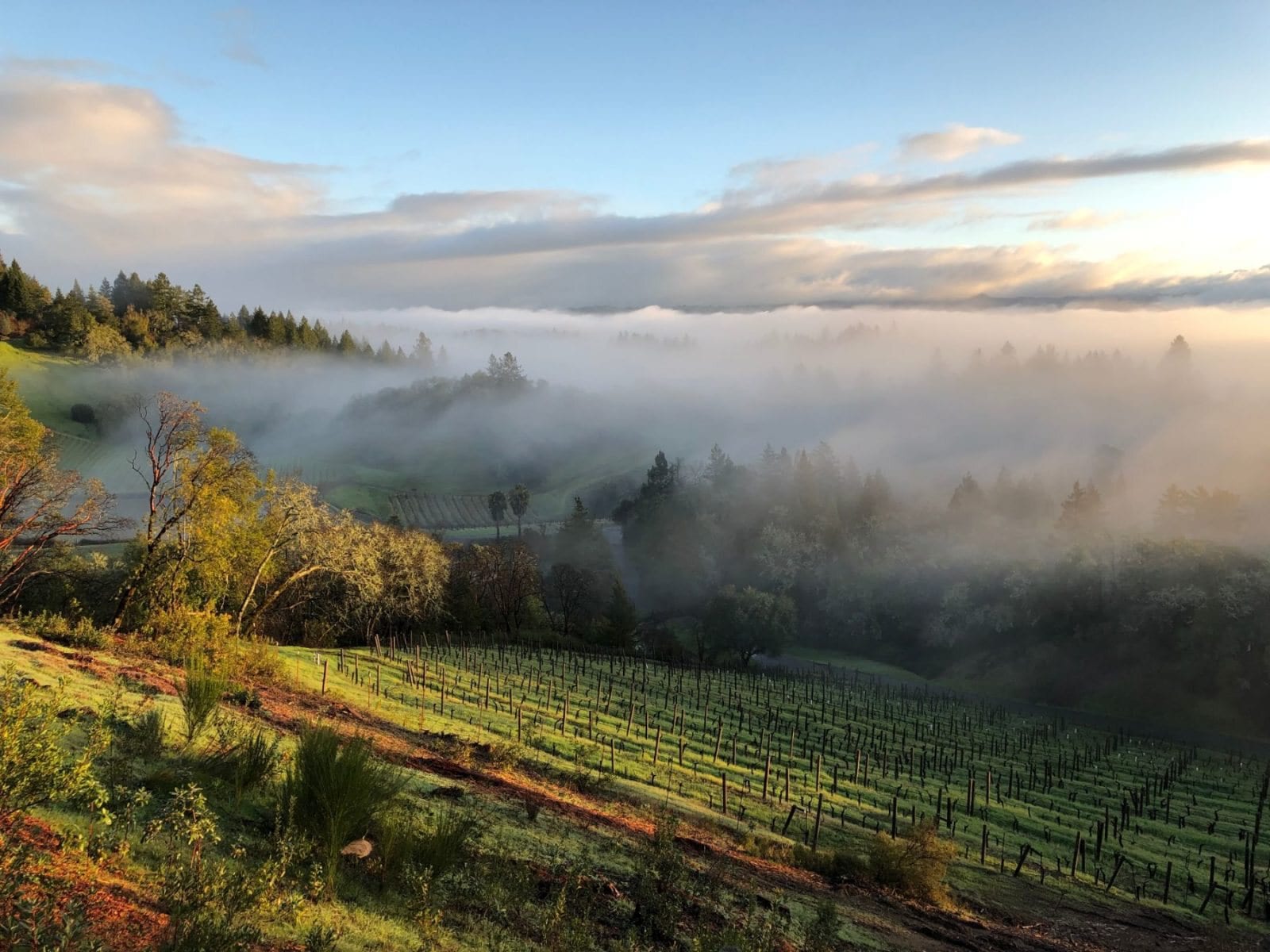 grapevine wine tours california