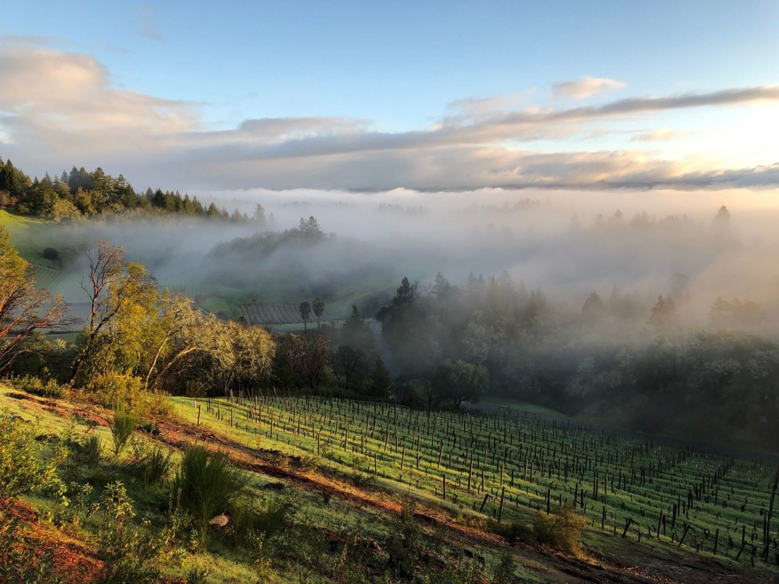 Through the Grapevine: California Wine Country in the Design District 