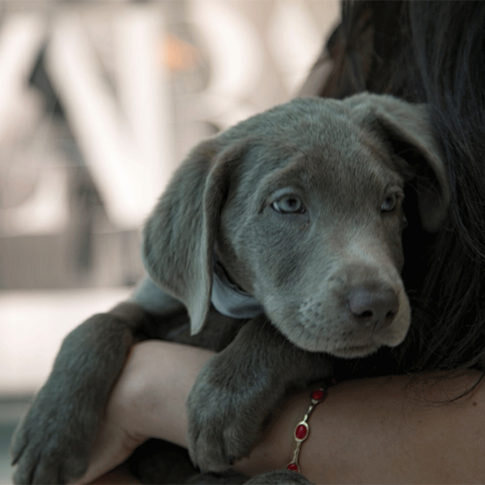 Humane Society of Greater Miami
