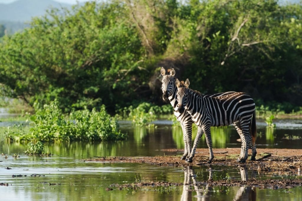 Zebras at Cuixmala