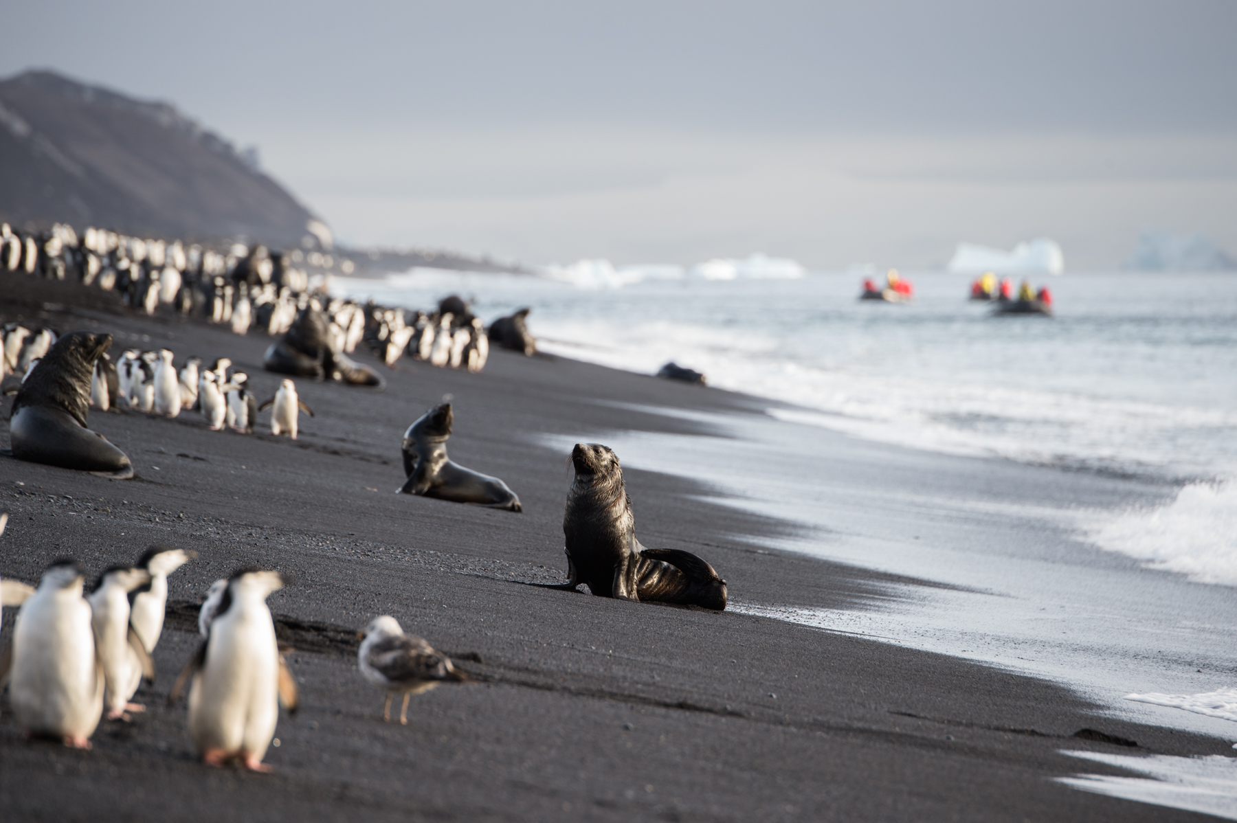 Antarctica (Ponant)