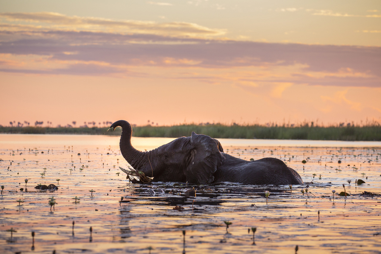 An elephant at DumaTau Camp