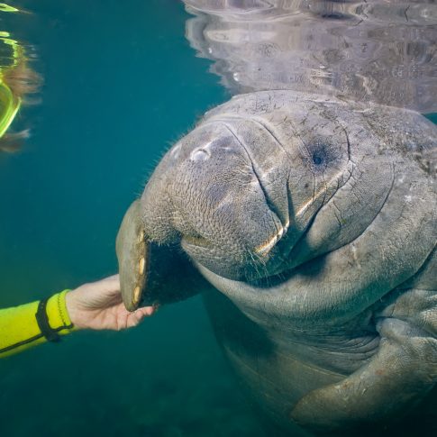SNORKEL WITH MANATEES | Crystal River, FL