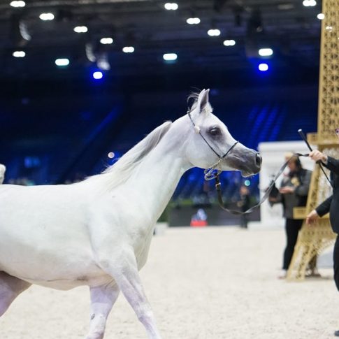 The Paris Horse Show | Paris, France