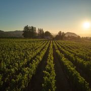 Fifth Generation French American Winemaker Joins Seven Apart Winery