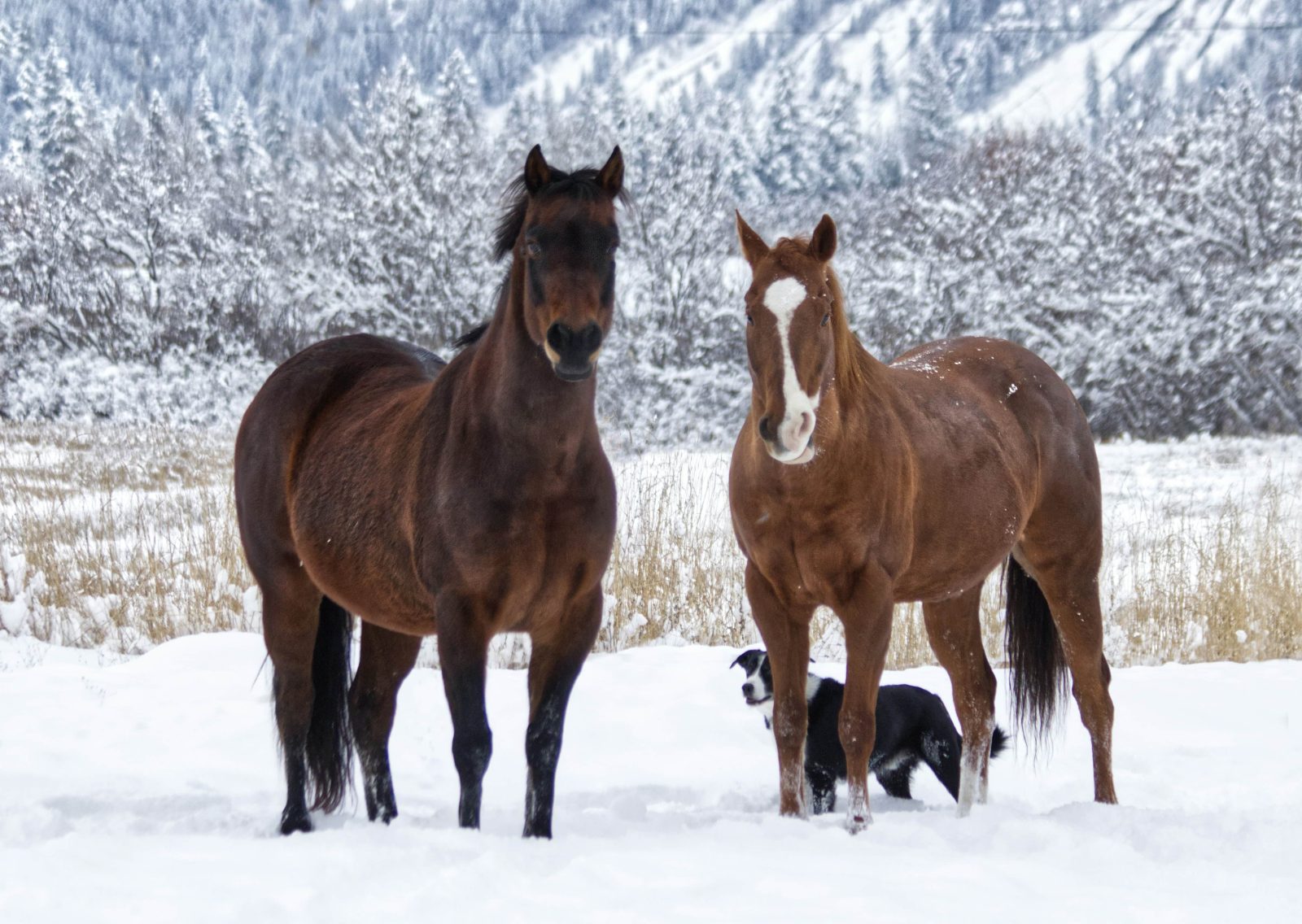 X-1 Jets,private aviation alpine escape,luxury ski trips Europe,Monaco private jet ski trip,Alpine helicopter transfers,luxury ski resorts private jet,bespoke winter adventures,jet and ski experiences,luxury chalet ski packages,exclusive alpine odyssey