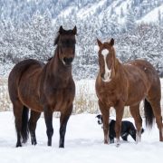 X-1 Jets,private aviation alpine escape,luxury ski trips Europe,Monaco private jet ski trip,Alpine helicopter transfers,luxury ski resorts private jet,bespoke winter adventures,jet and ski experiences,luxury chalet ski packages,exclusive alpine odyssey