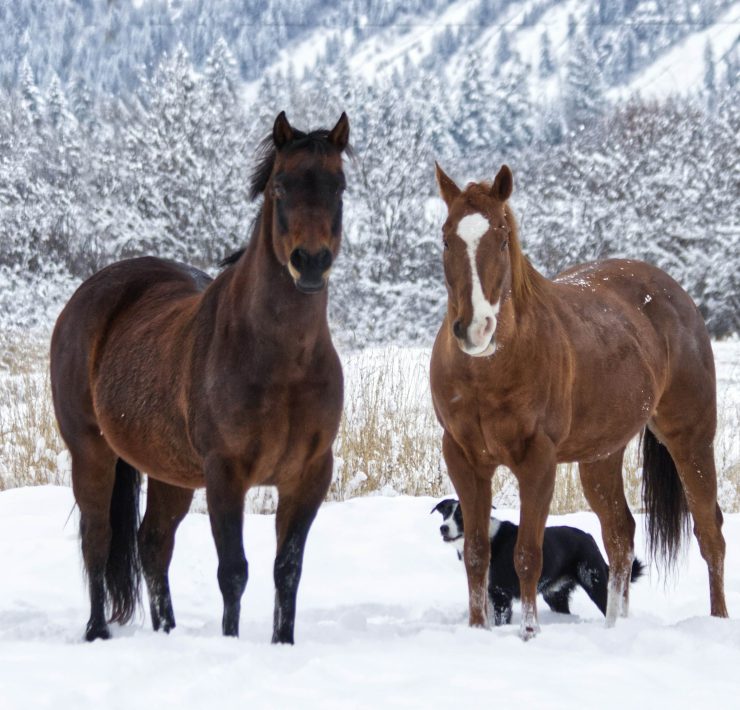 X-1 Jets,private aviation alpine escape,luxury ski trips Europe,Monaco private jet ski trip,Alpine helicopter transfers,luxury ski resorts private jet,bespoke winter adventures,jet and ski experiences,luxury chalet ski packages,exclusive alpine odyssey