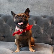 Adorable dog in Halloween bandana sitting on a couch during a Howl-O-Ween pet costume event in Miami.