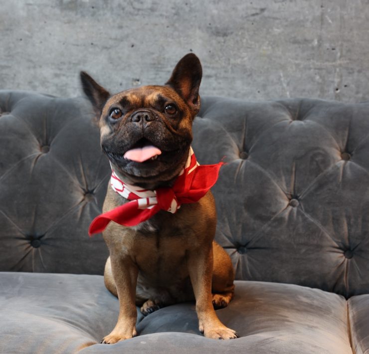 Adorable dog in Halloween bandana sitting on a couch during a Howl-O-Ween pet costume event in Miami.