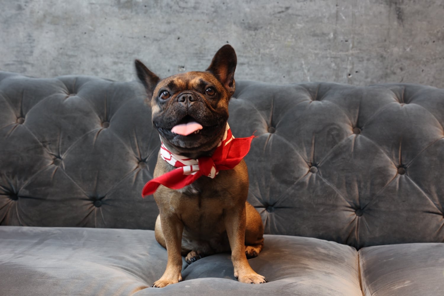 Adorable dog in Halloween bandana sitting on a couch during a Howl-O-Ween pet costume event in Miami.