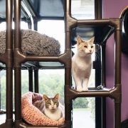 PURRR Adoption + Sanctuary Receives