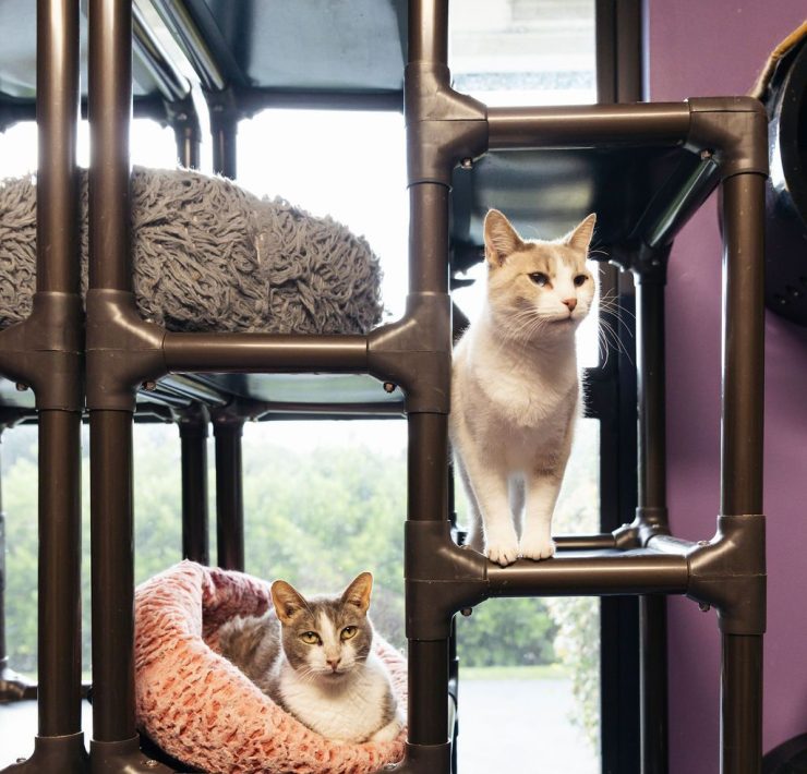 PURRR Adoption + Sanctuary Receives