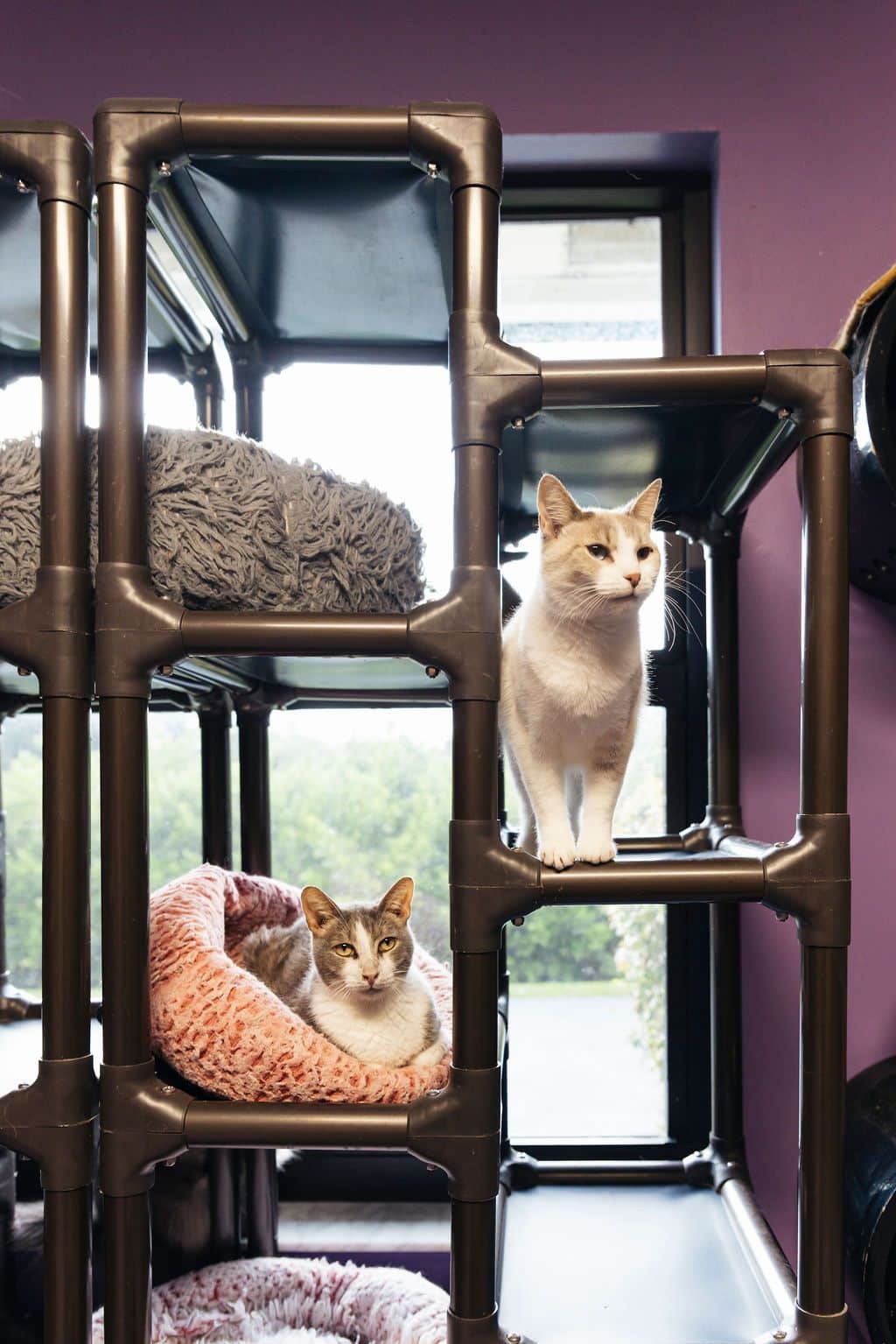 PURRR Adoption + Sanctuary Receives