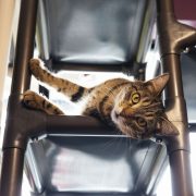 PURRR Adoption + Sanctuary Receives