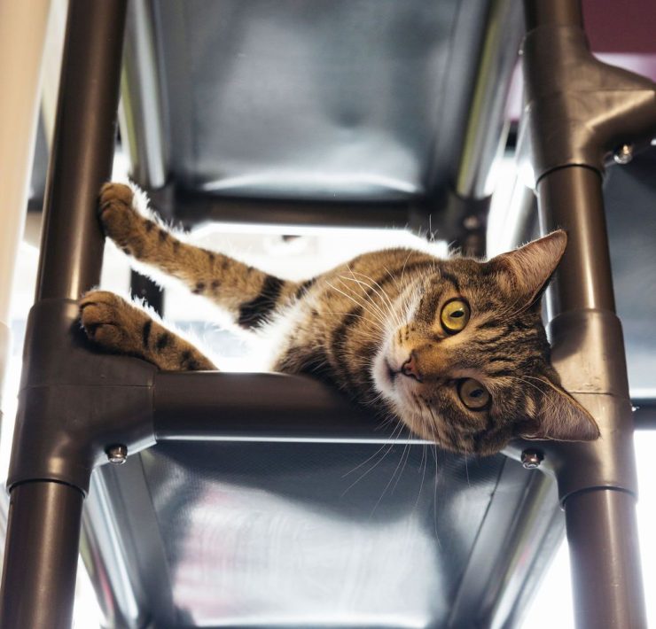 PURRR Adoption + Sanctuary Receives