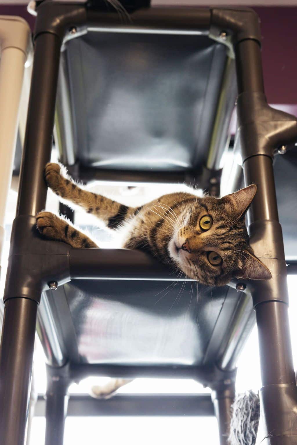 PURRR Adoption + Sanctuary Receives