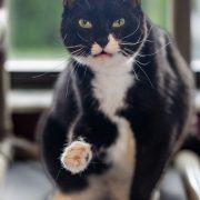PURRR Adoption + Sanctuary