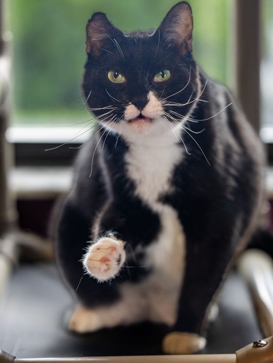 PURRR Adoption + Sanctuary