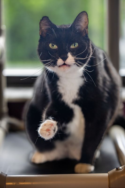 PURRR Adoption + Sanctuary