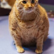 PURRR Adoption + Sanctuary