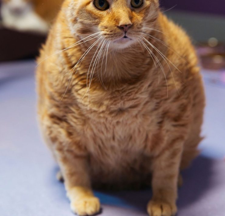 PURRR Adoption + Sanctuary
