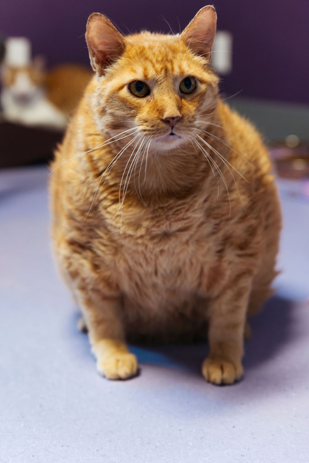 PURRR Adoption + Sanctuary