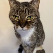 PURRR Adoption + Sanctuary