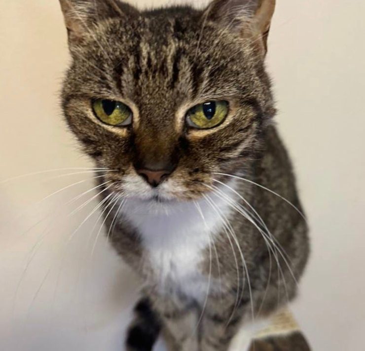 PURRR Adoption + Sanctuary