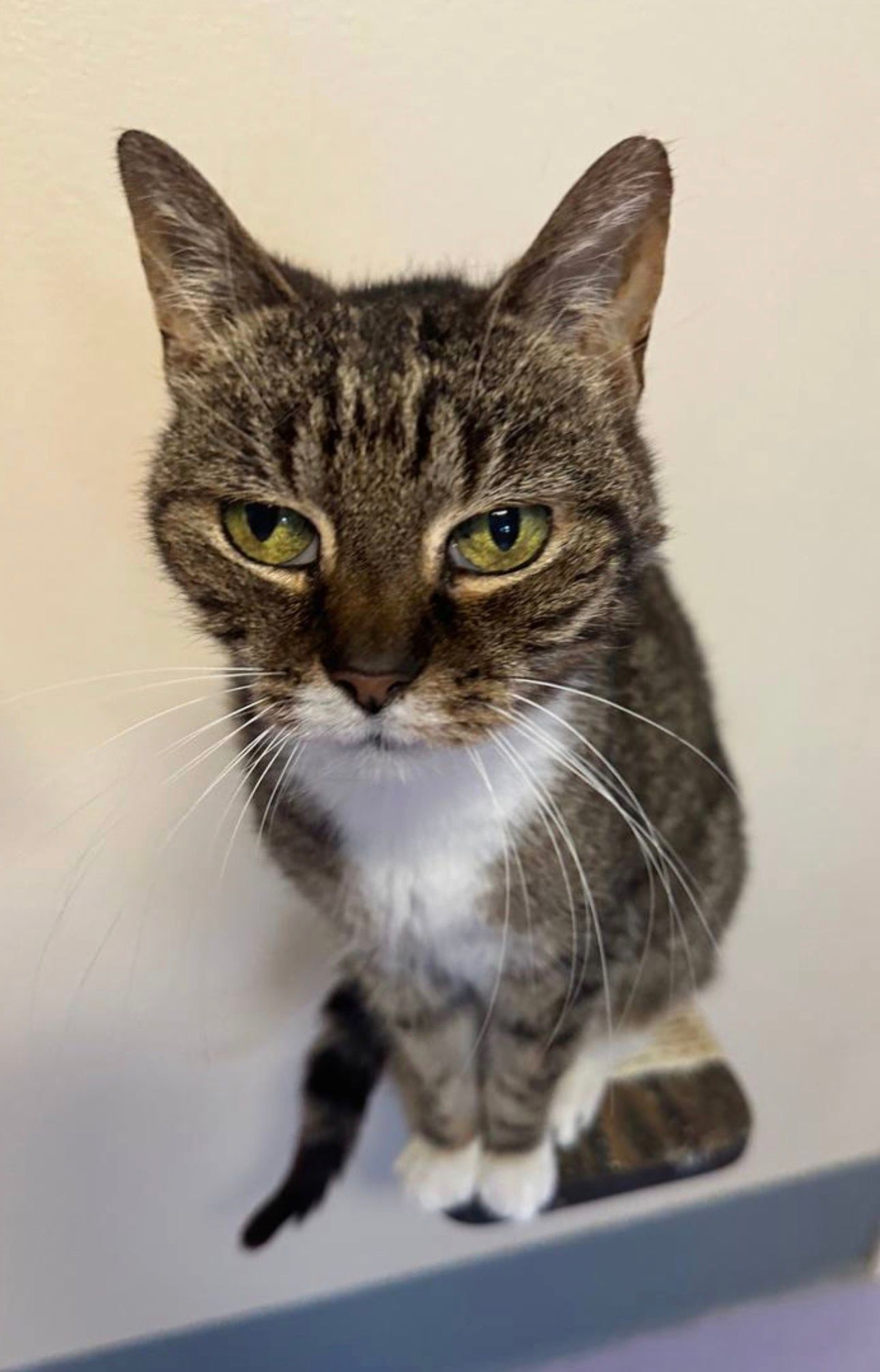 PURRR Adoption + Sanctuary