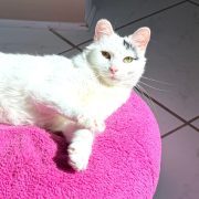 PURRR Adoption + Sanctuary