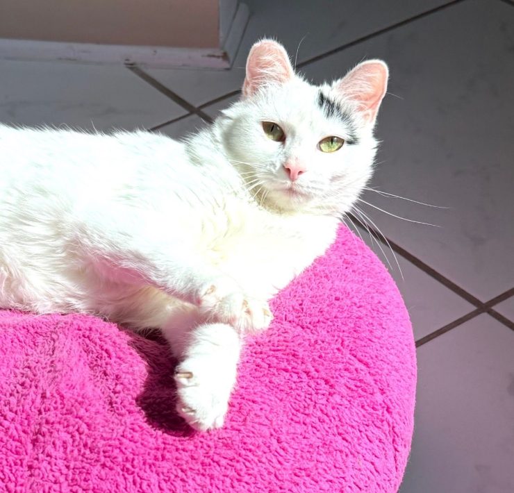 PURRR Adoption + Sanctuary