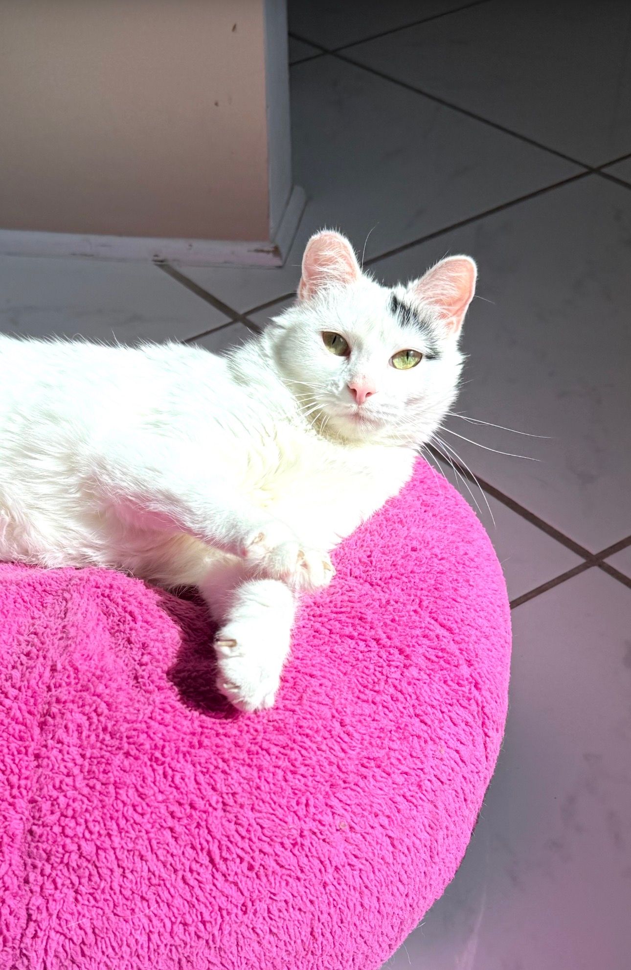 PURRR Adoption + Sanctuary