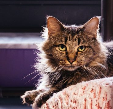 PURRR Adoption + Sanctuary