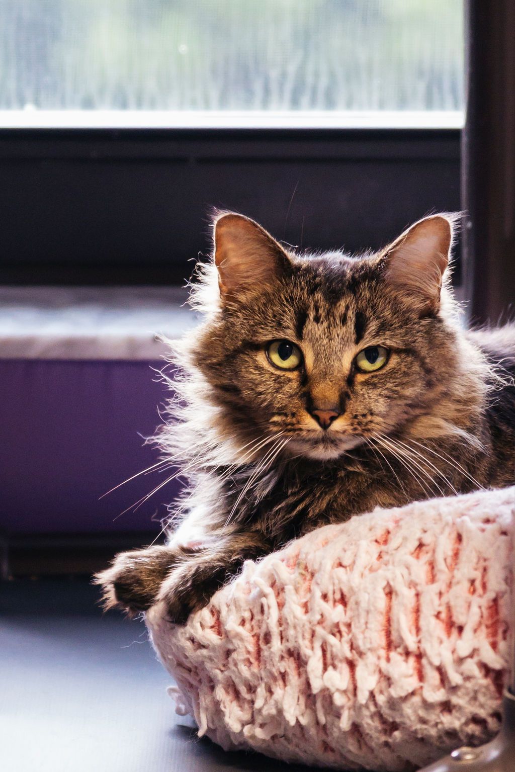 PURRR Adoption + Sanctuary