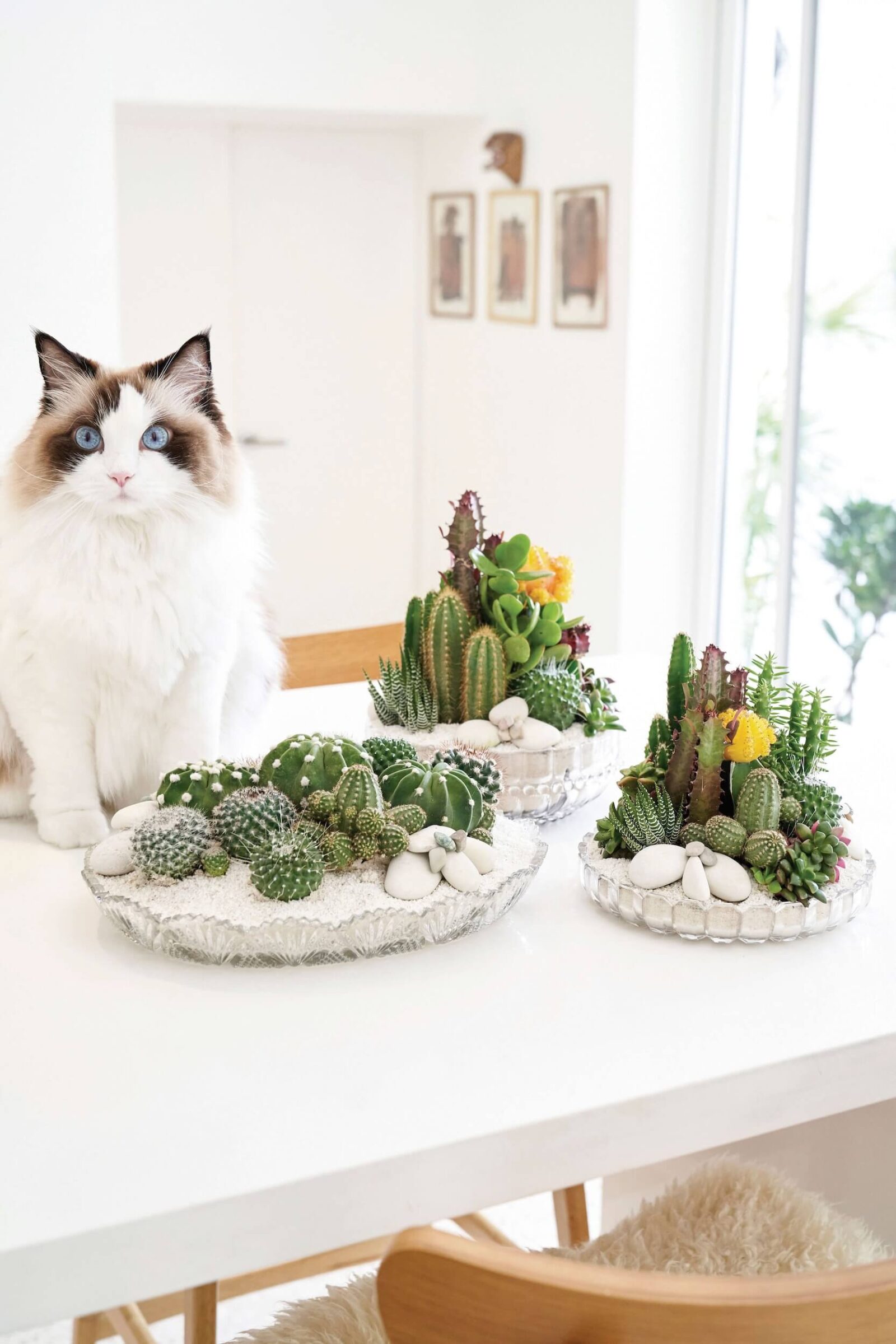 Cat beside decorative cactus and succulent arrangements in a bright modern interior
