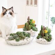 Cat beside decorative cactus and succulent arrangements in a bright modern interior