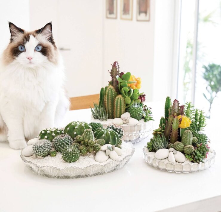 Cat beside decorative cactus and succulent arrangements in a bright modern interior